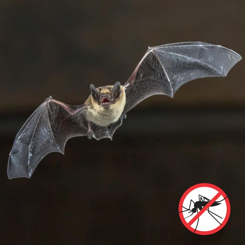 Uncle Dunkels All-Natural Bat-Nipâ€™ Pheromone Spray; 4 Fluid Ounces Bat House Attractant Spray - Image 5